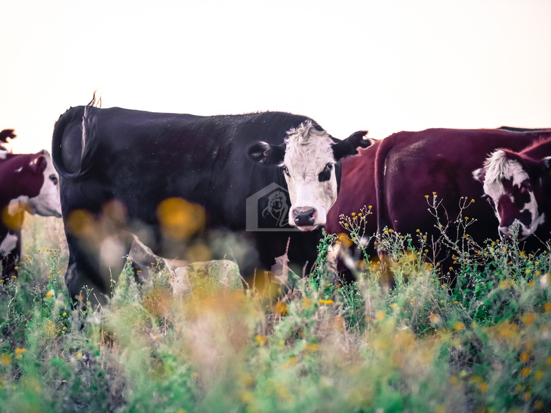 Azienda agricola in vendita a Cremona