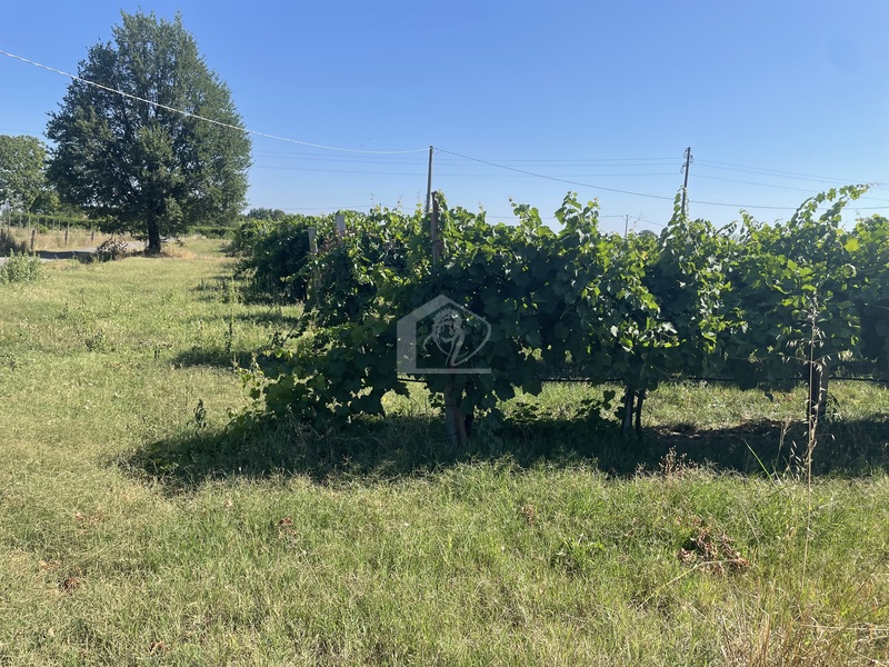Azienda agricola in vendita a Gazoldo degli Ippoliti campagna