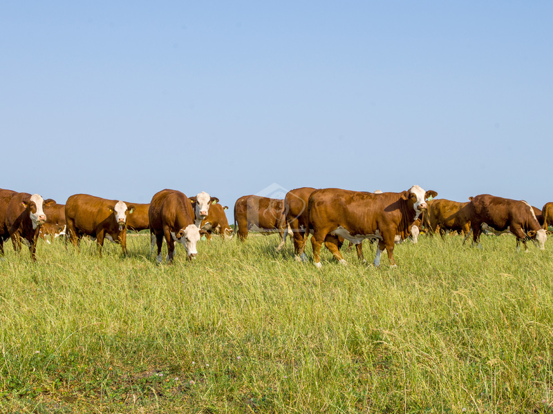 Azienda agricola in vendita a Goito campagna