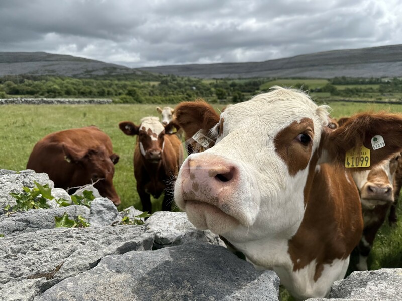 Azienda agricola in vendita a Parma campagna