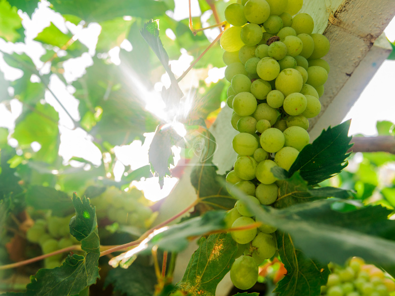 Azienda agricola in vendita a Piacenza collina