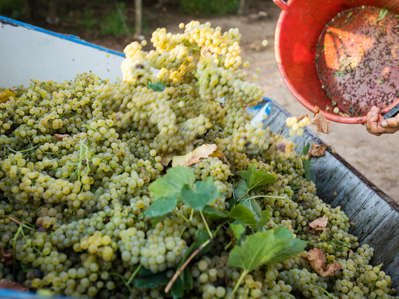 Azienda agricola in vendita a Sant'Ilario d'Enza