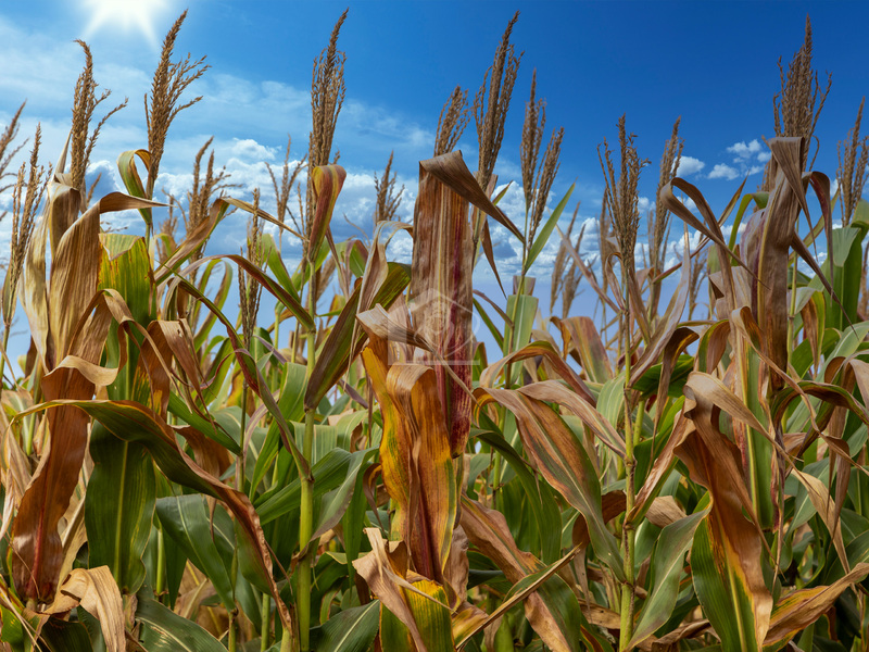 Terreno agricolo in affitto/vendita a Piacenza campagna