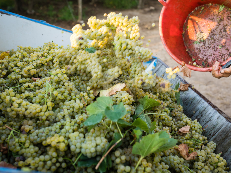 Terreno agricolo in vendita a Reggio nell'Emilia Campagna